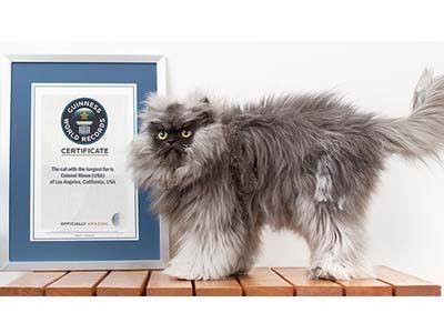 'Colonel Meow', Kucing yang Berhasil Masuk Guinness World Record!